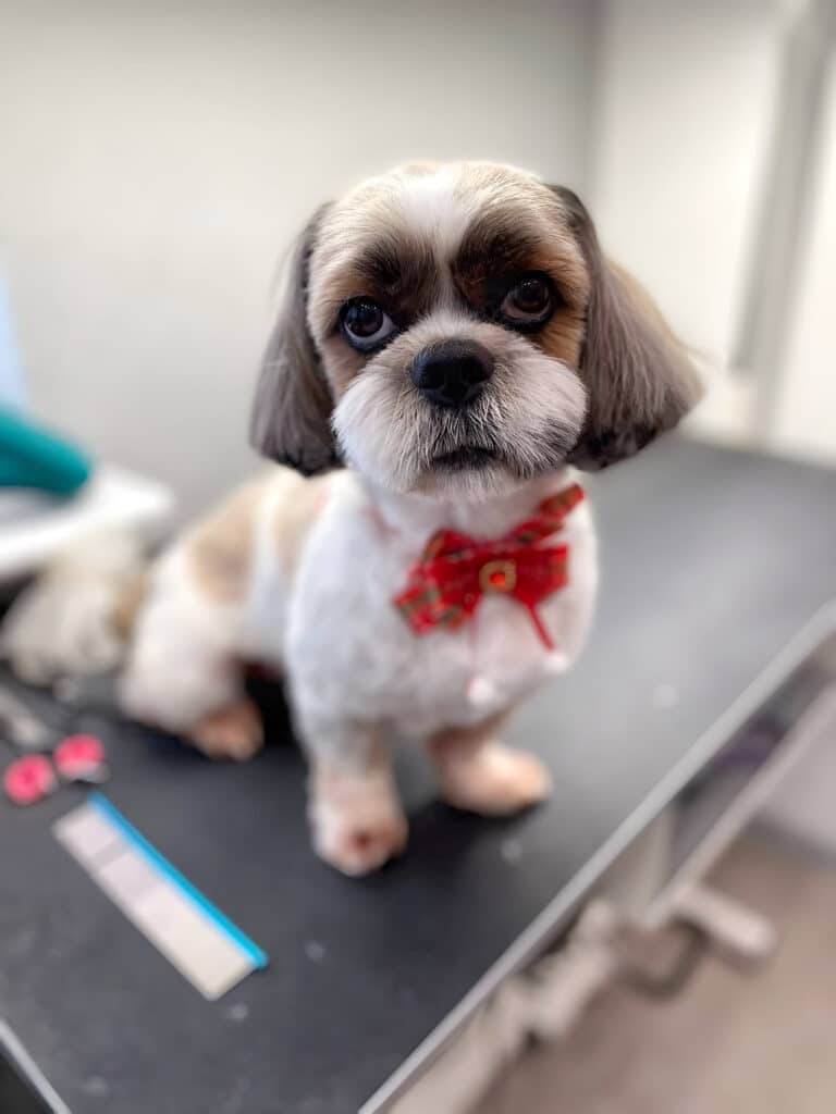 Ши-цу з метеликом на шиї дивиться вверх, стоячи поруч з інструментами на столі