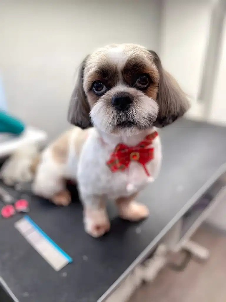 Ши-цу з метеликом на шиї дивиться вверх, стоячи поруч з інструментами на столі