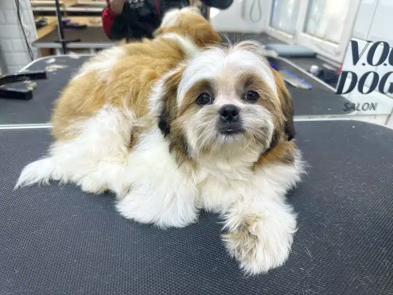 Пухнастий ши-цу має вигляд цуценя через обрану власником стрижку