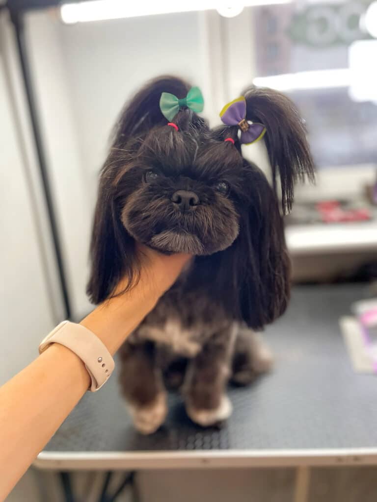 Грумер з бежевим годинником тримає за голову чорного ши-цу, щоб показати зроблену зачіску з бантиками