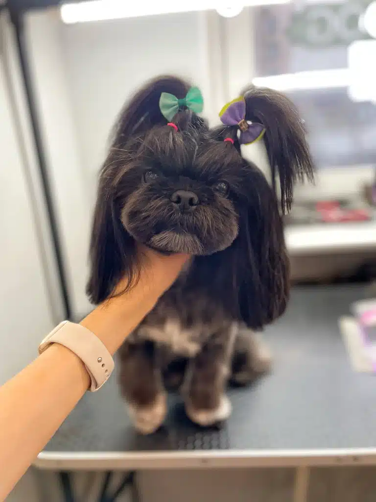 Грумер з бежевим годинником тримає за голову чорного ши-цу, щоб показати зроблену зачіску з бантиками