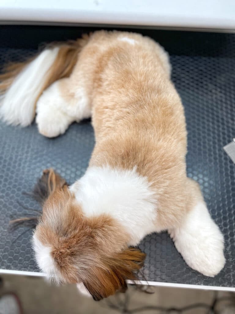 Ши-цу лежить животиком на столі, витягнувши задню праву лапку вздовж хвоста