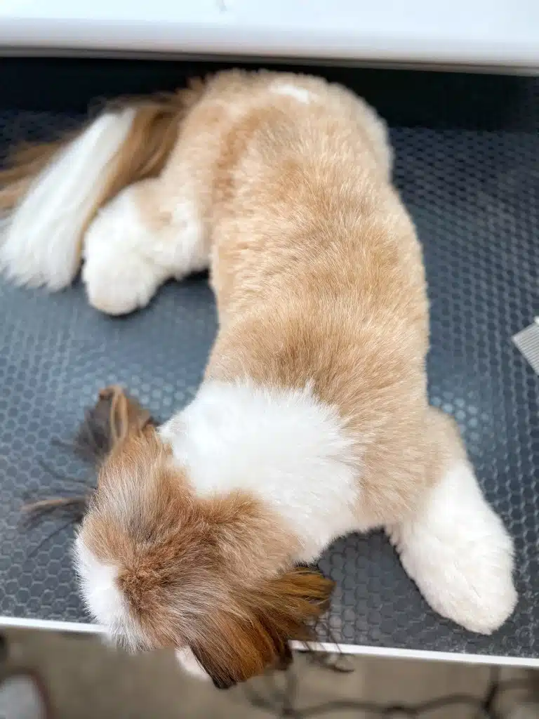 Ши-цу лежить животиком на столі, витягнувши задню праву лапку вздовж хвоста