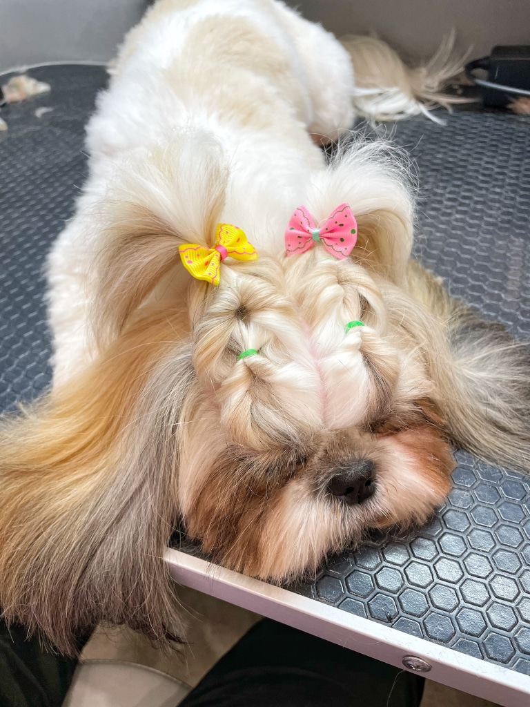 Ши-цу заснула під час плетіння зачіски з використанням бантиків