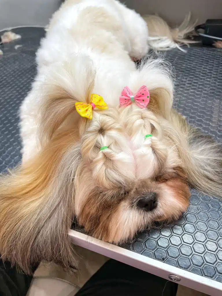 Ши-цу заснула під час плетіння зачіски з використанням бантиків