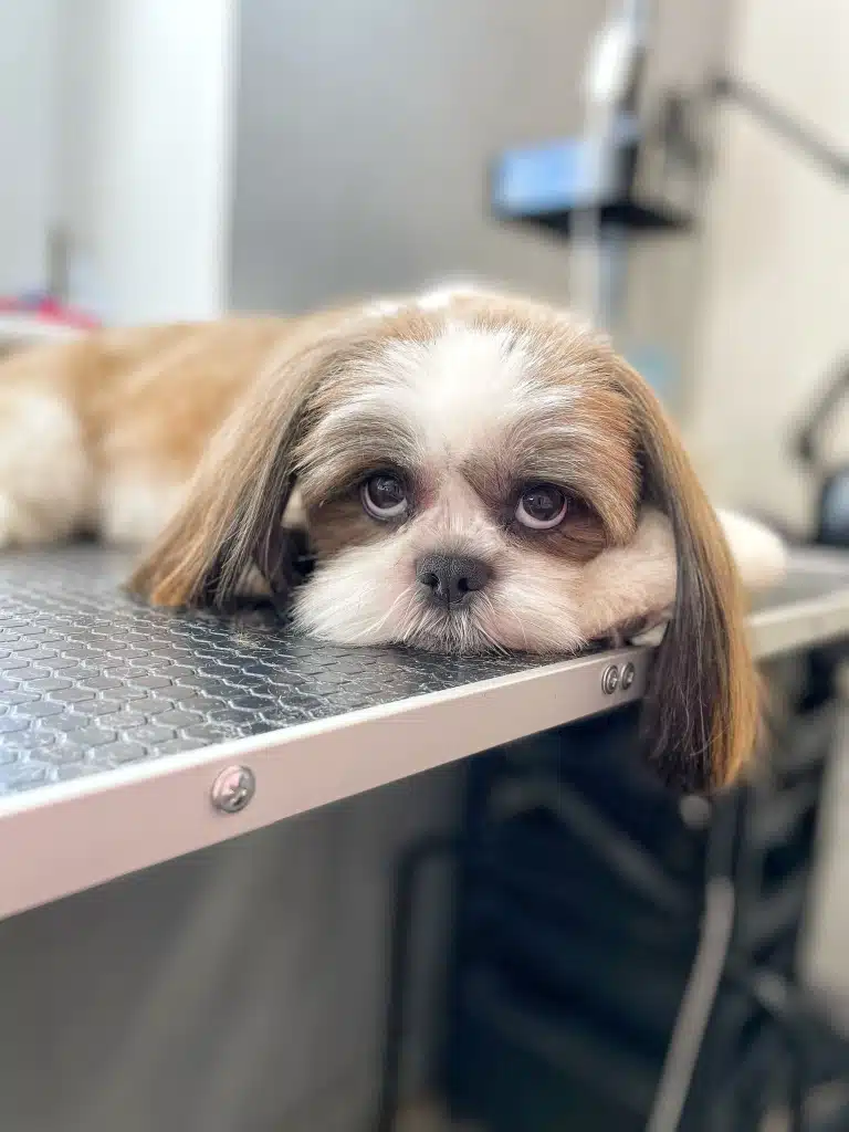 Ши-цу лежить на столі, дивлячись на грумера з-під лоба