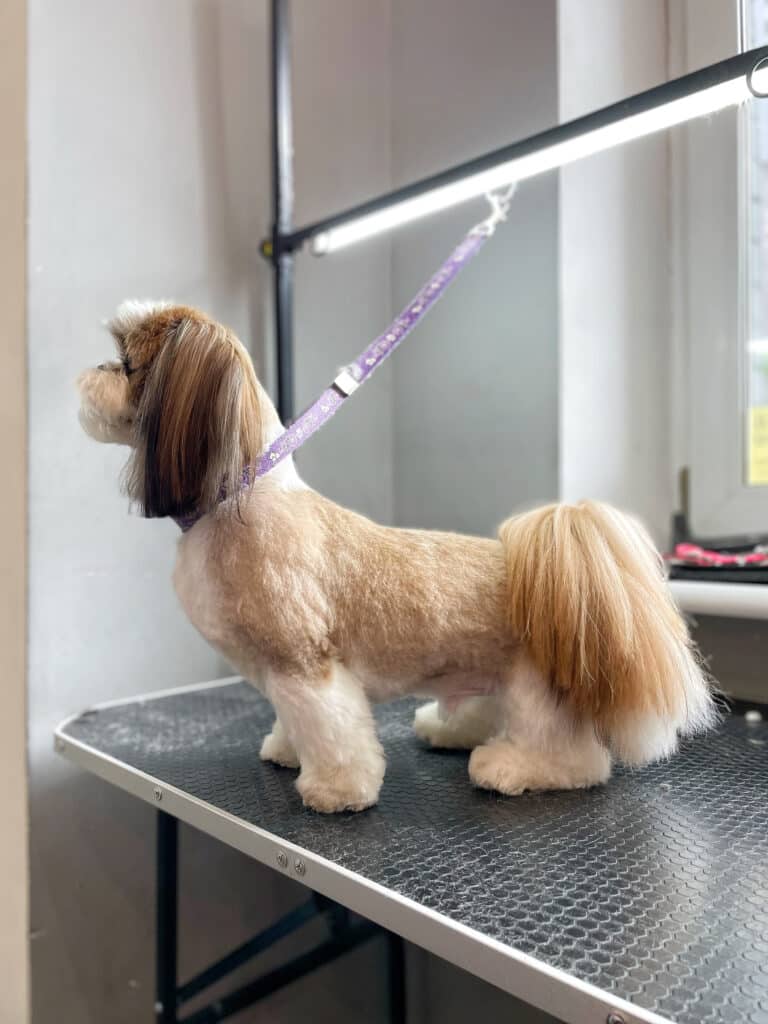 Ши-цу з плюшевою шерстю на корпусі має довгий хвіст та вушка після стрижки грумера