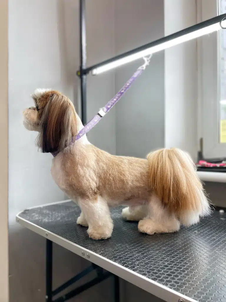 Ши-цу з плюшевою шерстю на корпусі має довгий хвіст та вушка після стрижки грумера