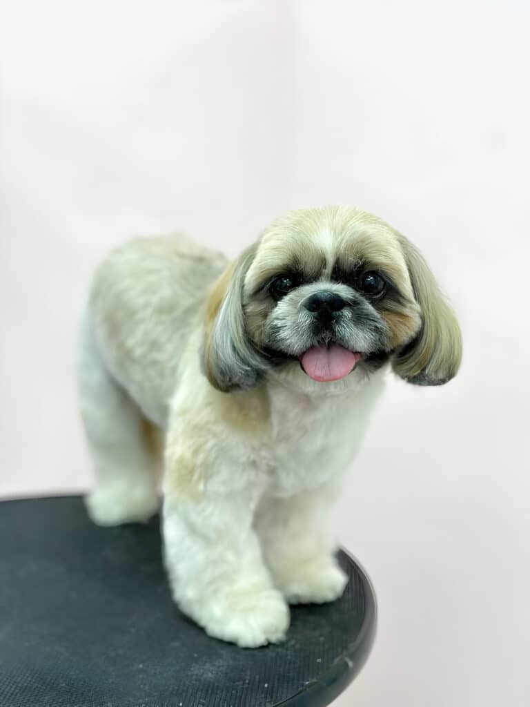 На краю круглого чорного стола стоїть плюшевий ши-цу з висолопленим язиком