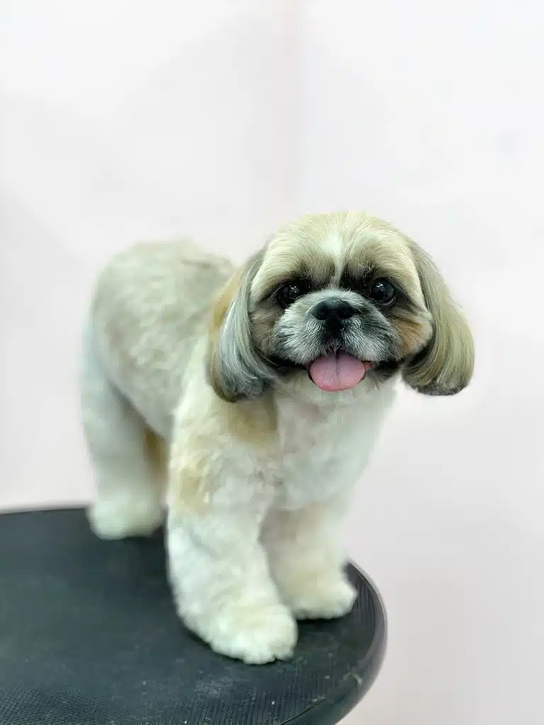 На краю круглого чорного стола стоїть плюшевий ши-цу з висолопленим язиком