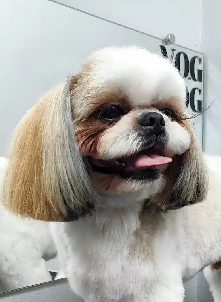 У ши-цу зі світлою шерстю стирчать вверх довжелезні вії