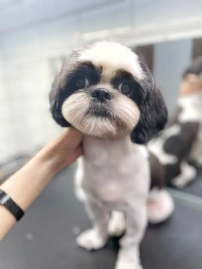 Ши-цу з чорно-білою шерстю має косоокість, але вона не заважає йому мати гарний вигляд