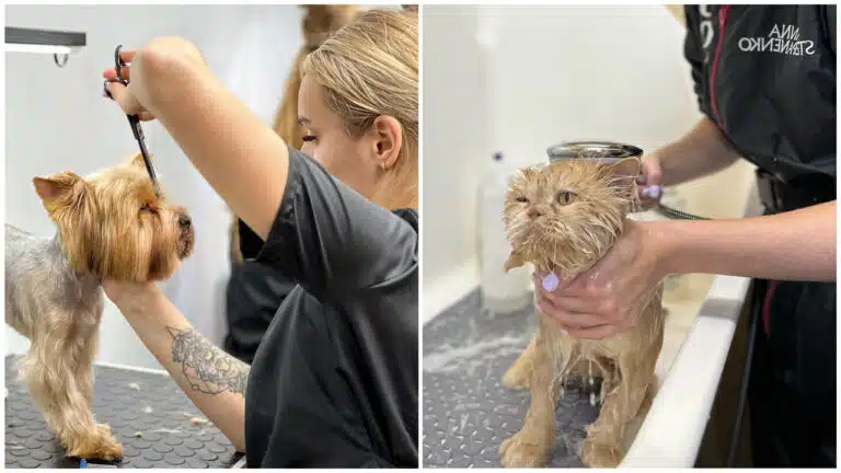 Грумери доглядають як за йорками, так і за кішками, включно зі стрижкою та купанням