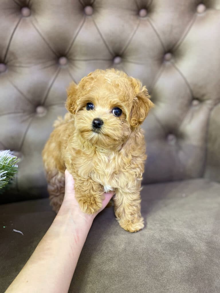 Кудряве цуценя бежевого кольору стоїть трьома лапками на коричневому дивані з гудзиками