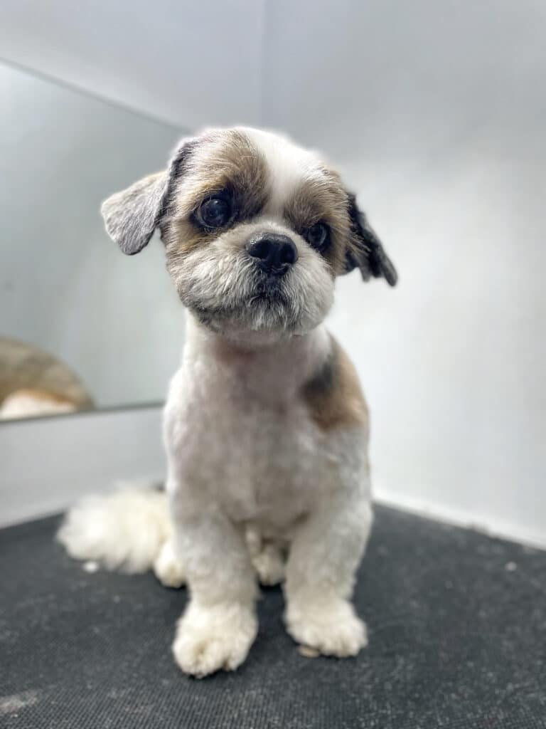 Ши-цу з короткою стрижкою має забриті вушка, але пухнастий хвіст