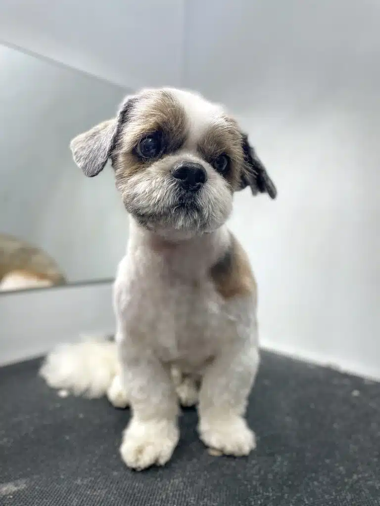 Ши-цу з короткою стрижкою має забриті вушка, але пухнастий хвіст