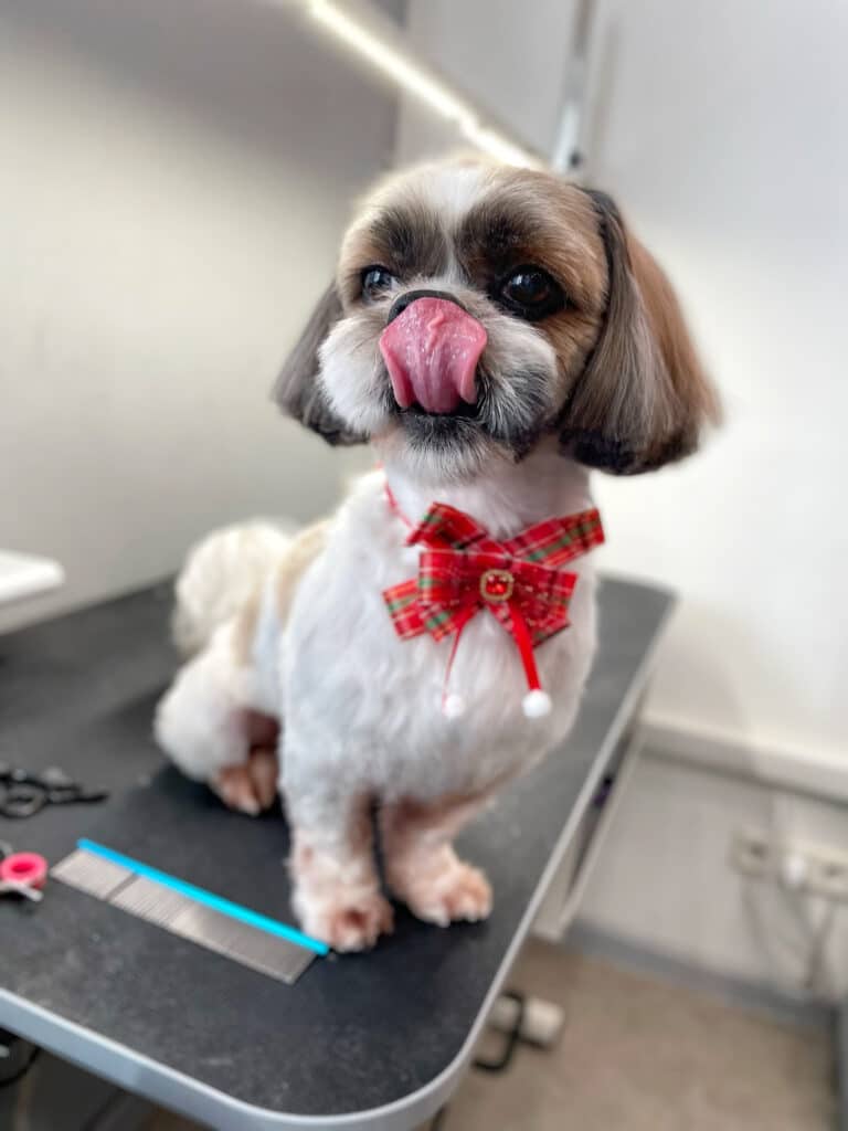 Ши-цу з коричневими лапками дістав язиком до носа, сидячи біля гребінця з ножицями