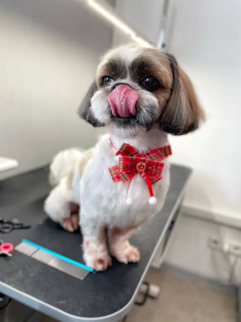 Ши-цу з коричневими лапками дістав язиком до носа, сидячи біля гребінця з ножицями