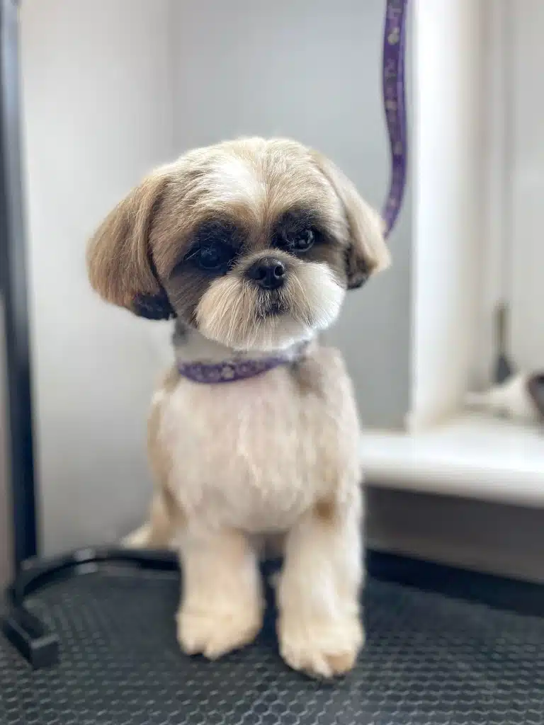 Ши-цу з круглою голівкою та підстриженими вусиками про щось замислився, сидячи на чорному столі