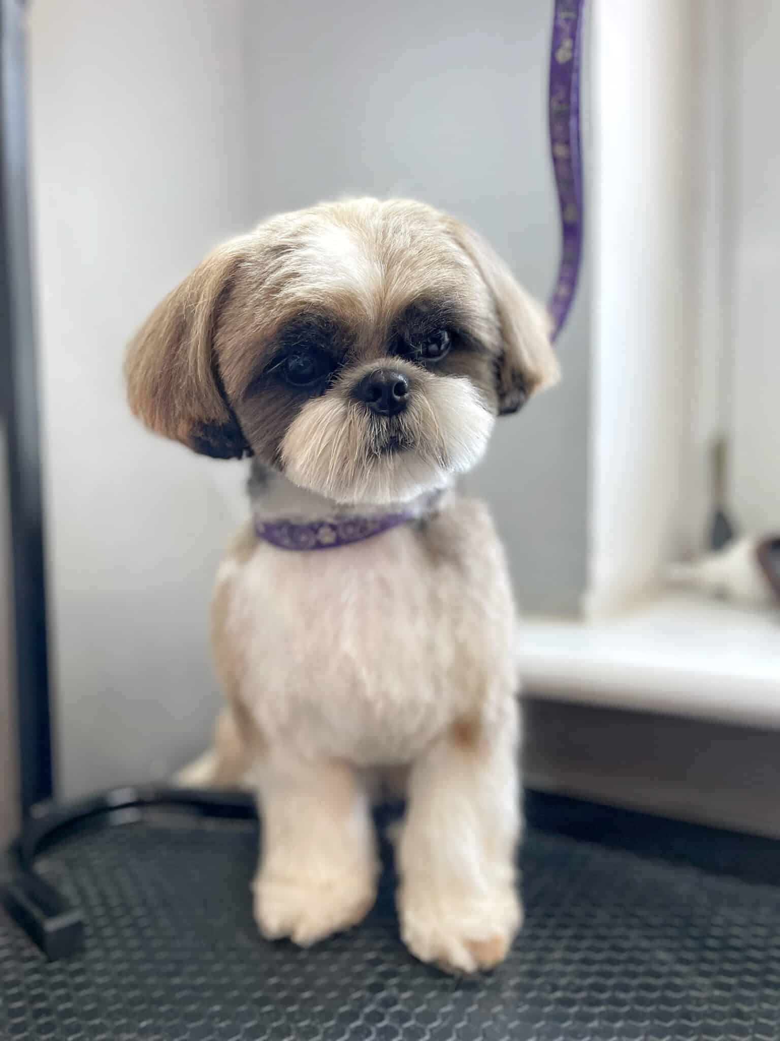 Ши-цу з круглою голівкою та підстриженими вусиками про щось замислився, сидячи на чорному столі