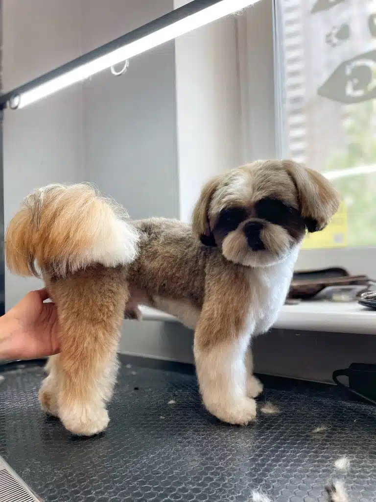 Ши-цу озирається на руку грумера, яка тримає його між задніми лапками