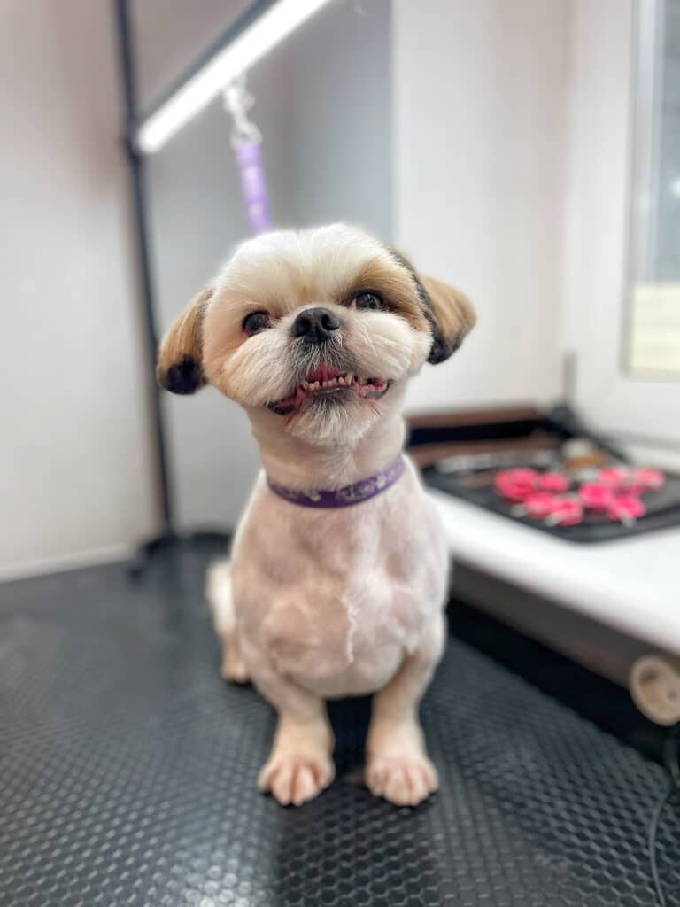 Ши-цу з фіолетовою ринговкою на шиї сидить на великому столі біля підвіконня з інструментами