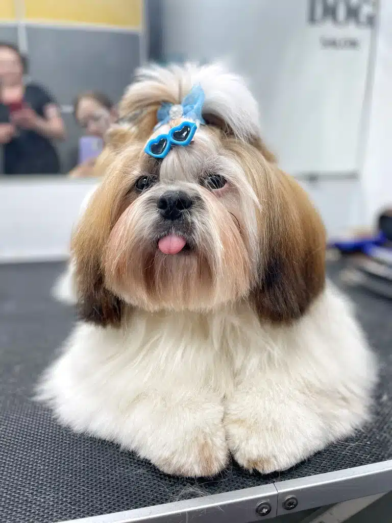 Ши-цу з квадратною бородою має на голові зачіску, для якої використали шпильку у вигляді окулярів та блакитний бантик