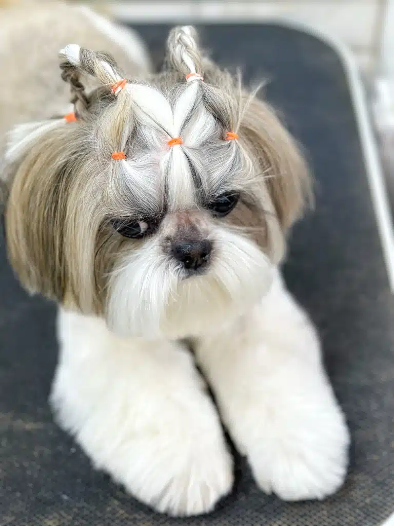 Помаранчеві резиночки тримають зачіску ши-цу з довгим волоссям на голові