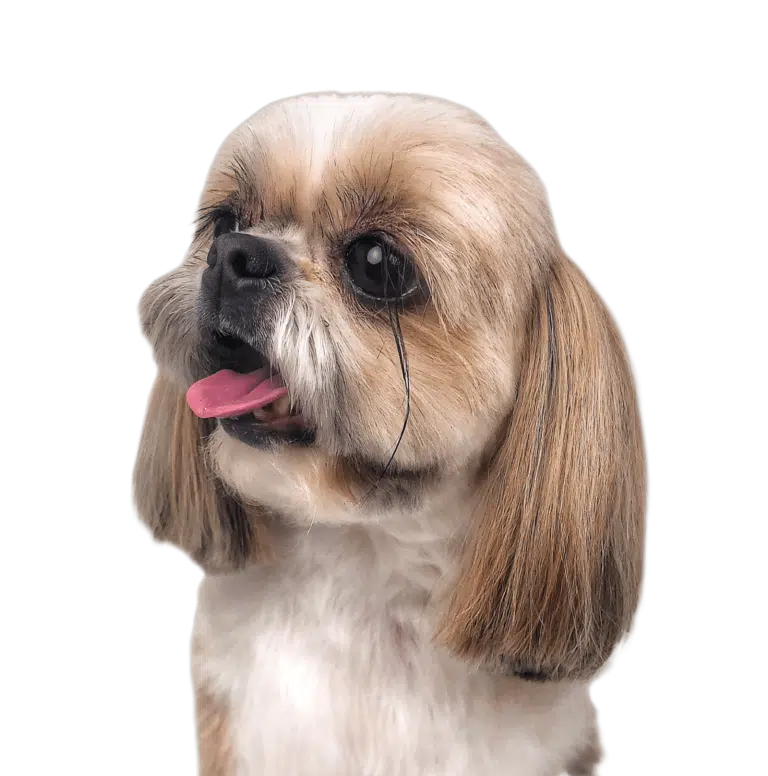 Ши-цу з довгими чорними віями та підстриженими вусами