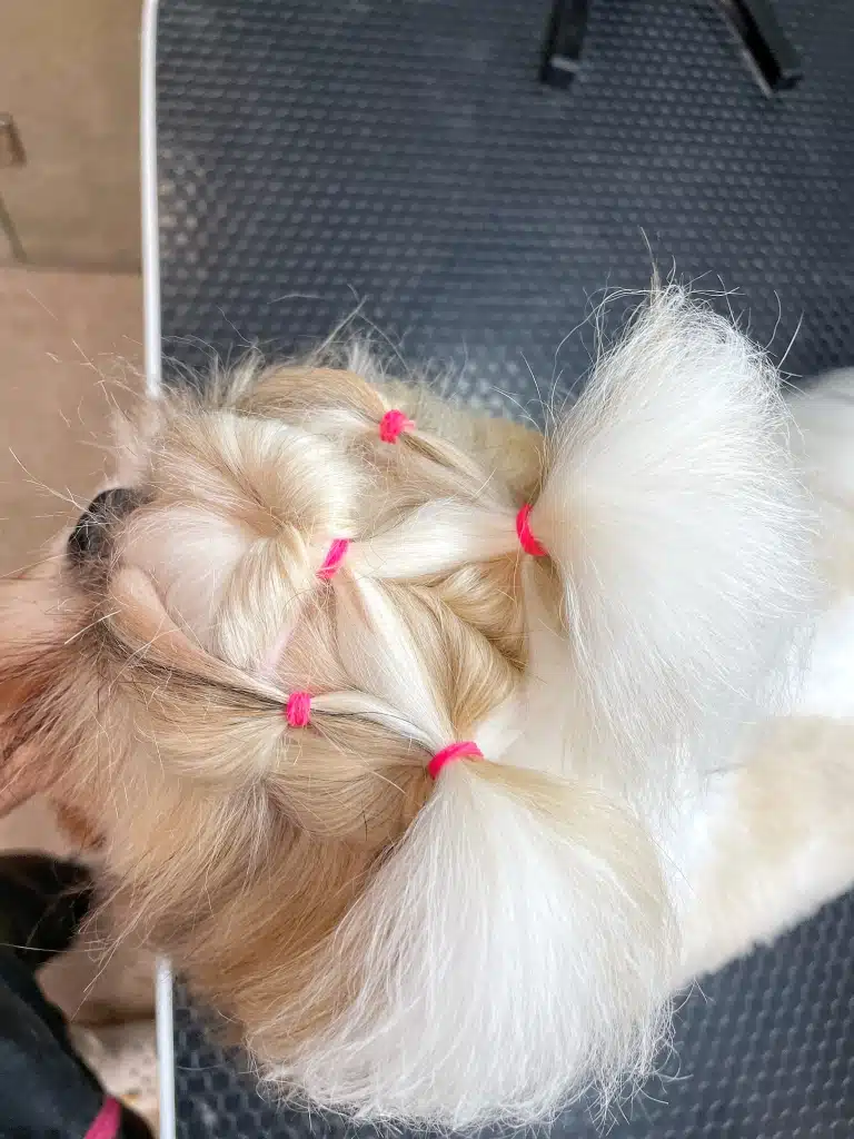 Шерсть ши-цу зібрана в окремі хвостики, які разом формують зачіску з рожевими резинками