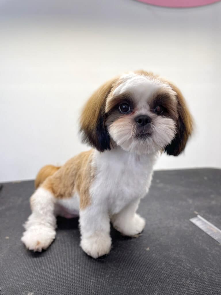 Ши-цу з коричневою шерстю на спинці, хвостику та вушках сперся на ліву передню лапку, сидячи на столі