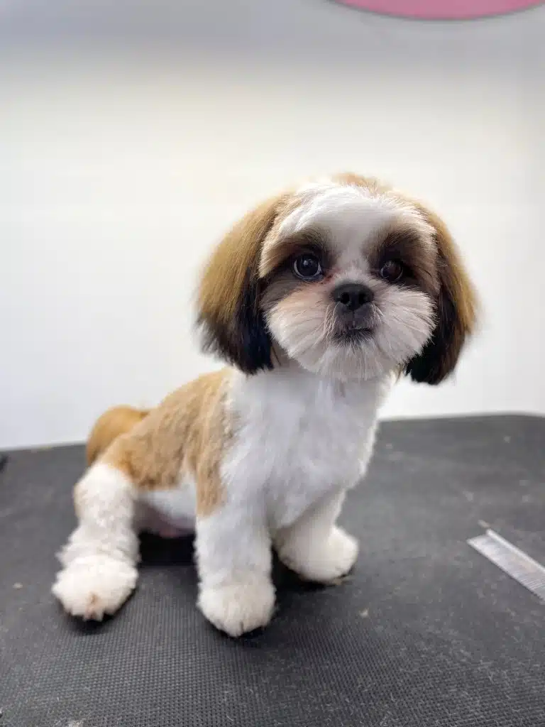 Ши-цу з коричневою шерстю на спинці, хвостику та вушках сперся на ліву передню лапку, сидячи на столі