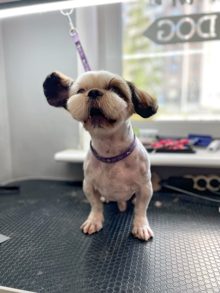 Ши-цу з дуже короткою шерстю на тулубі крутить голову, аж вуха в різні сторони рухаються