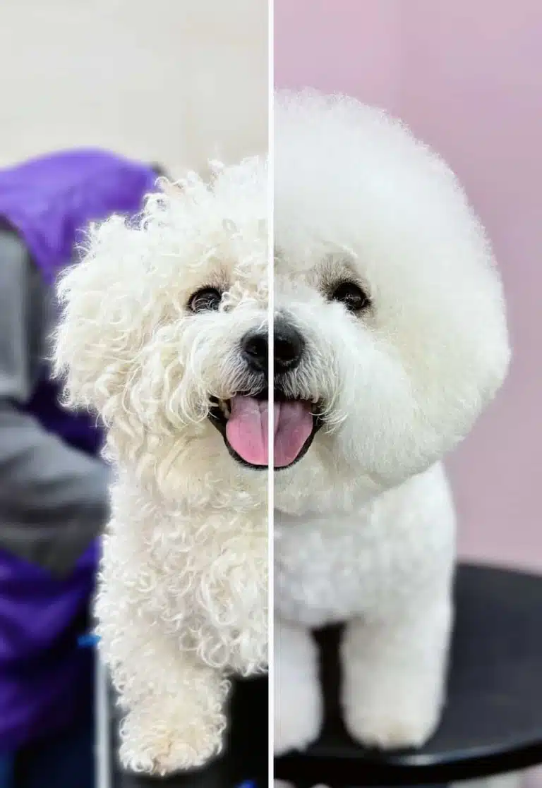 Колаж "до" та "після" стрижки бішона в професійному салоні