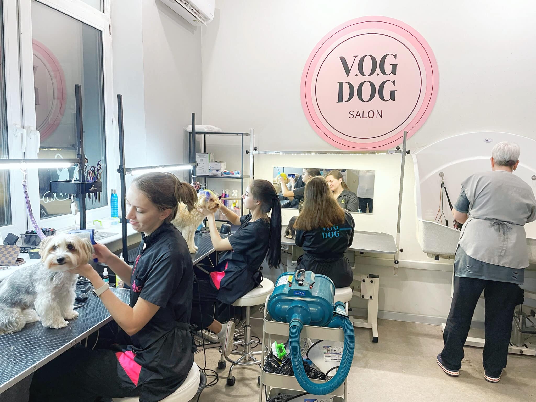 Dog grooming best sale salon near me