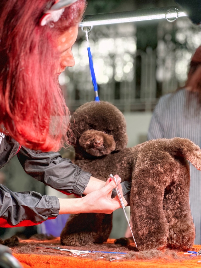 Дівчина з червоним волоссям стриже шерсть на задній лапі коричневого мальтіпу
