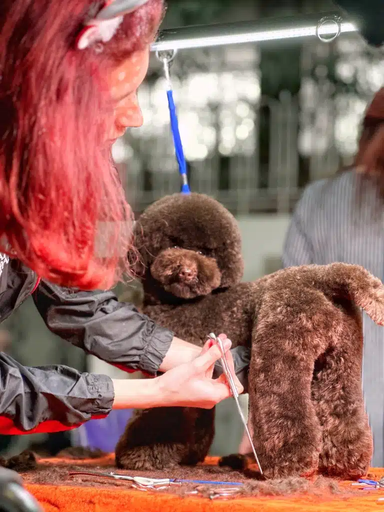 Дівчина з червоним волоссям стриже шерсть на задній лапі коричневого мальтіпу