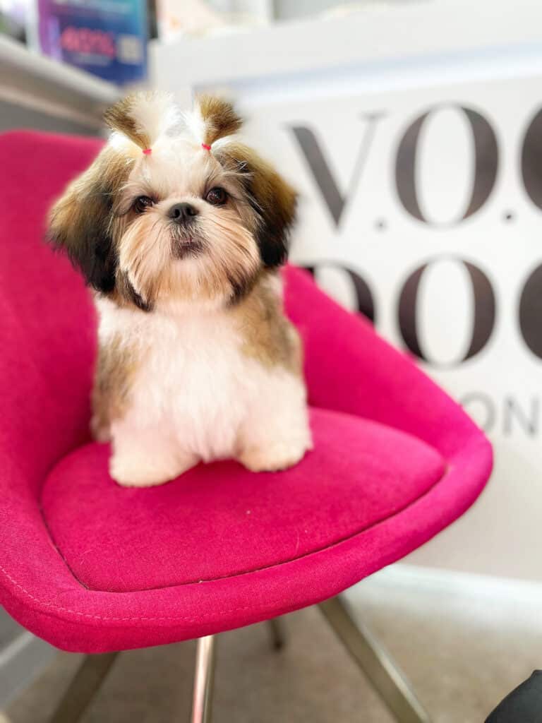 Ши-цу зі стрижкою під цуценя має резиночки на хвостиках в тон м'якому кріслу, на якому вона сидить