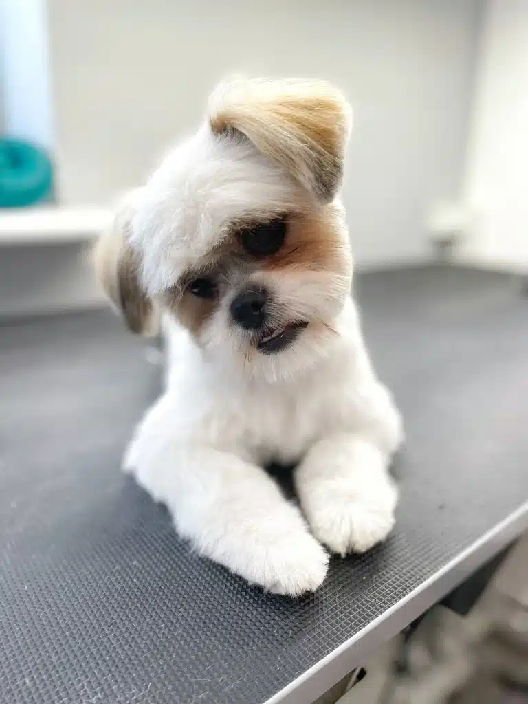 Ши-цу з відкритим ротом, лежачи на столі, нахилив голову на бік та дивиться вниз
