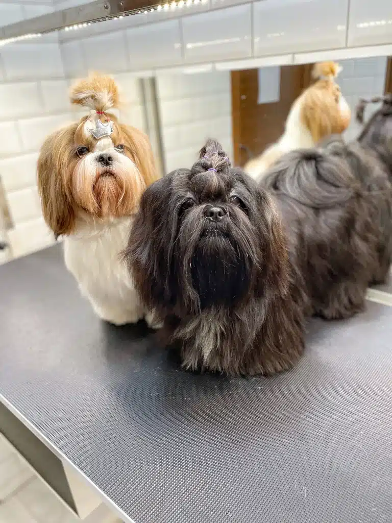 Два ши-цу з різним кольором шерсті, але схожими зачісками сидять на одному столі перед дзеркалом