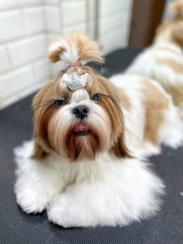 Ши-цу з довгими чорними віями має зачіску з хвостиком, на який прикріплено шпильку у вигляді корони