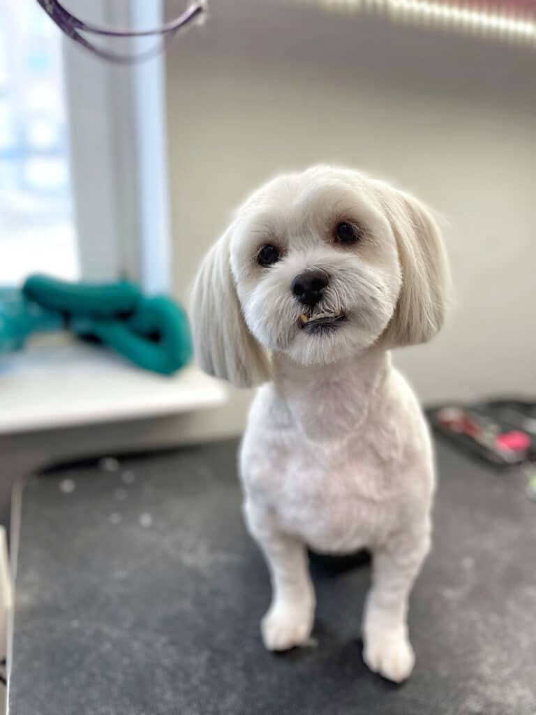 Мальтезе показує свій клик на нижній щелепі після стрижки