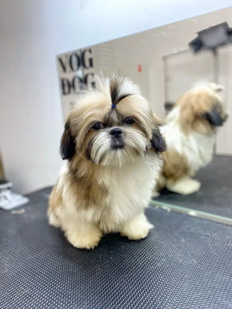 Ши-цу з пухнастою шерстю та топ кнотом на голові схожий на цуценя після догляду грумера