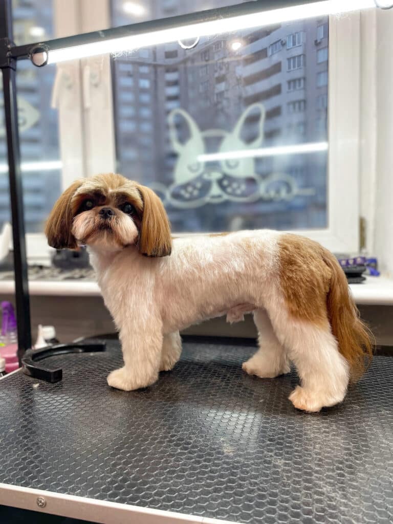 Ши-цу на грумерському столі біля вікна має всюди світлу шерсть, окрім попи, хвоста та вушок