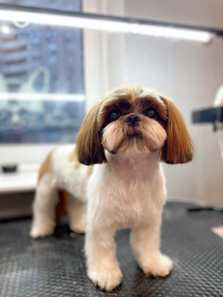 Білий ши-цу з довгими коричневими вушками впевнено стоїть на столі біля вікна