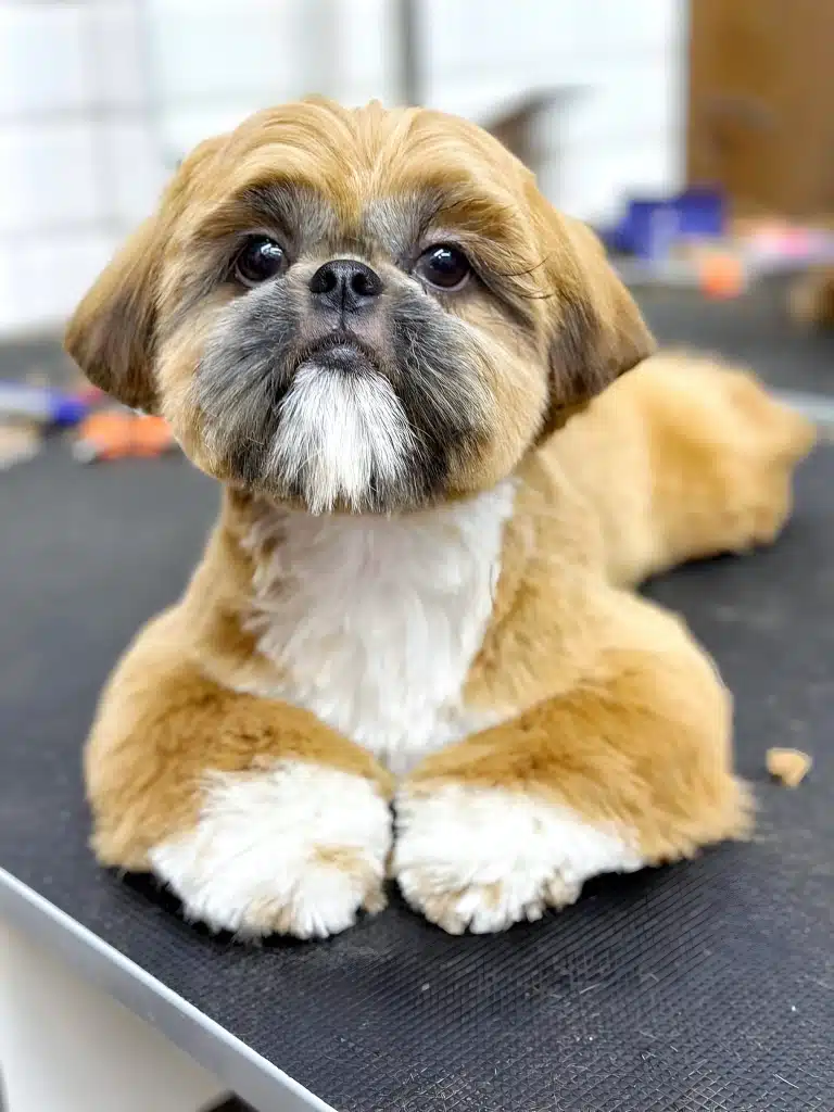 Ши-цу з короткими вушками має об'ємні лапки та підстрижені вуса