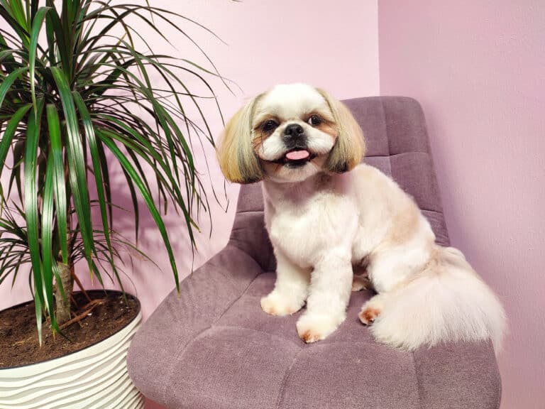 Ши-цу з пухнастими вушками та хвостом сидить на лавандовому стільці біля вазона