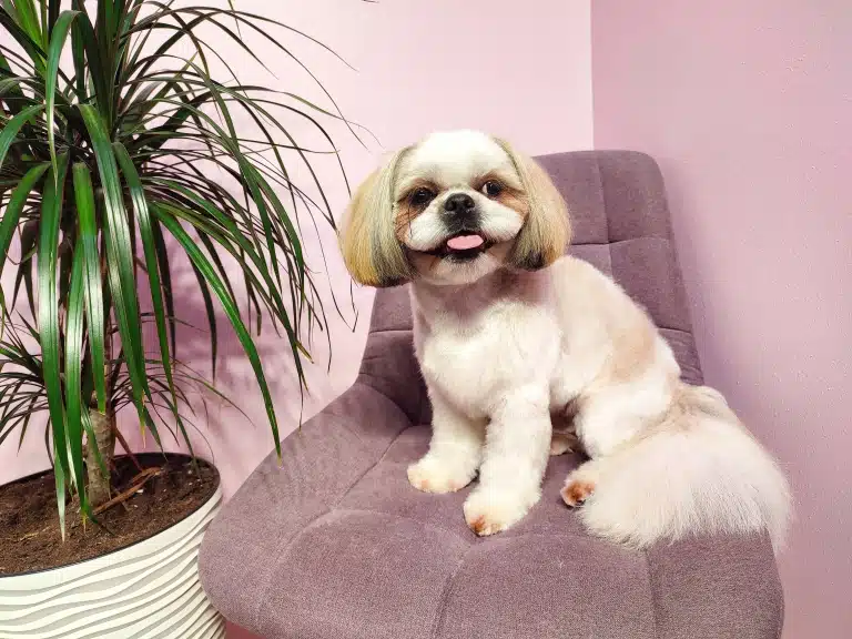 Ши-цу з пухнастими вушками та хвостом сидить на лавандовому стільці біля вазона