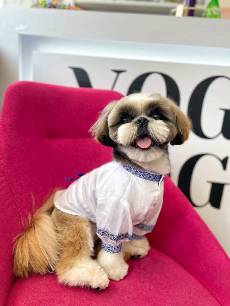 Ши-цу в біло-блакитній вишиванці сидить на м'якому рожевому стільці