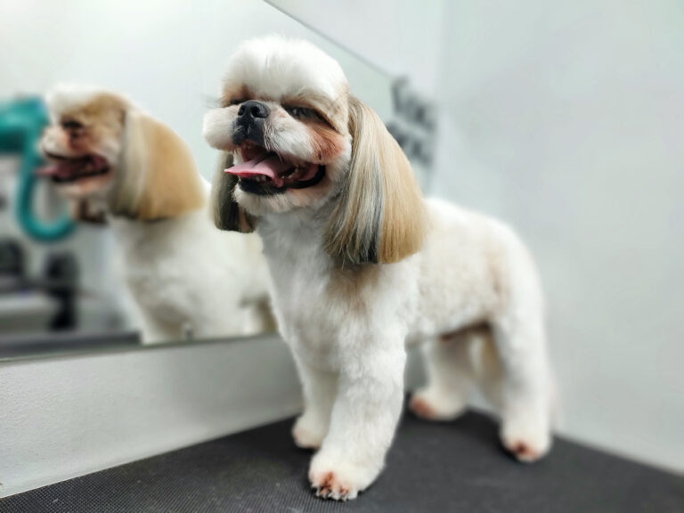 Навіть після стрижки у ши-цу залишилась коричнева шерсть під очима та між подушечками